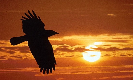 The Raven a mind blowing shortfilm raven550x332 The Raven a mind blowing shortfilm