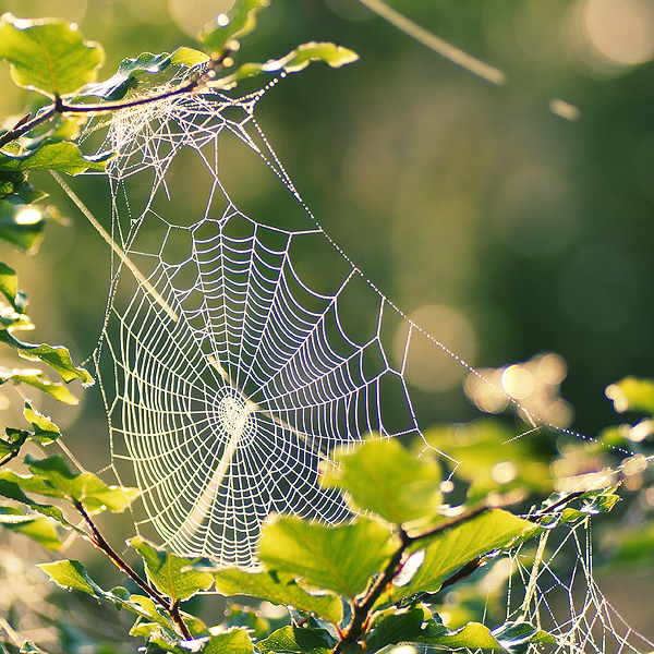 silent morning by Megson pic on Design You Trust silent morning by Megson Wonderful Macro Photography by Magda K.