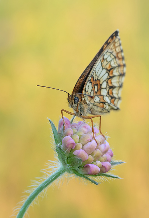 30 Incredible Photos Of Insects tamyl91 1 30 Incredible Photos Of Insects