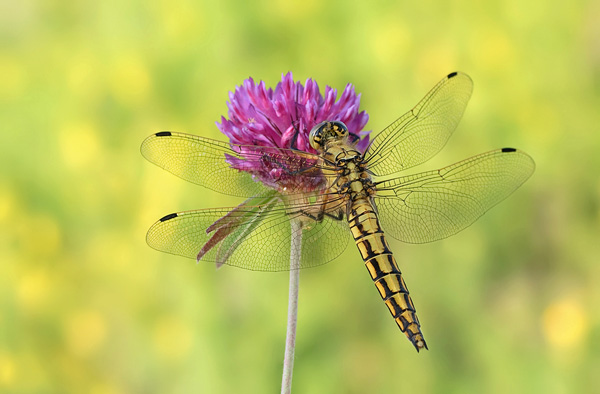 30 Incredible Photos Of Insects tamyl91 3 30 Incredible Photos Of Insects