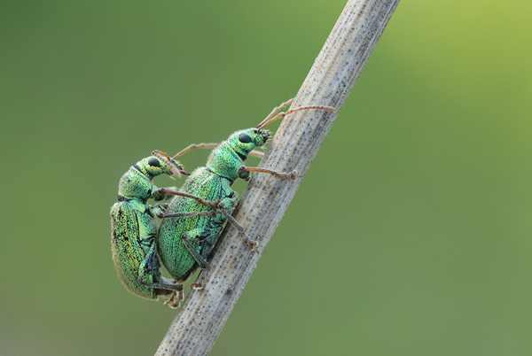 30 Incredible Photos Of Insects tamyl91 4 30 Incredible Photos Of Insects