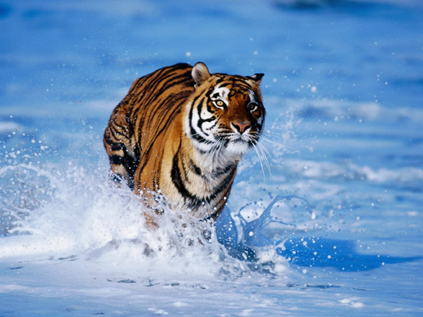 tiger in water pic on Design You Trust tiger in water A great day for freedom