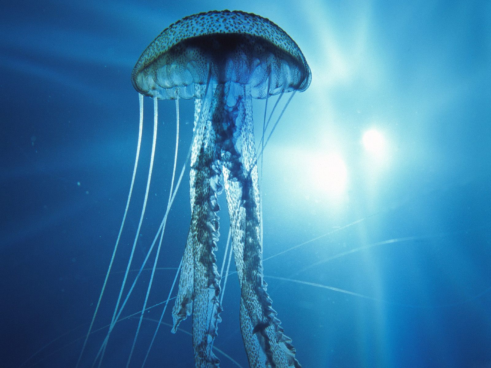 wjjrki 100 Underwater High Resolution Photographs