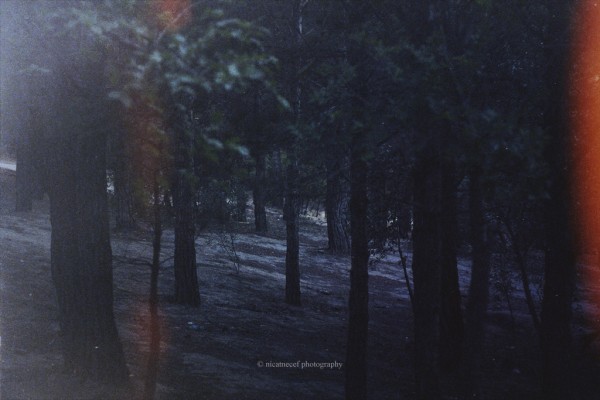 nicatnecef photography