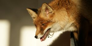 Solar Fox By Foxsvir