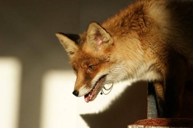 Solar Fox By Foxsvir