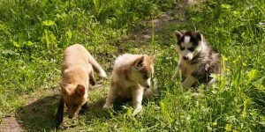 Young Fox And Puppies Husky By Foxsvir