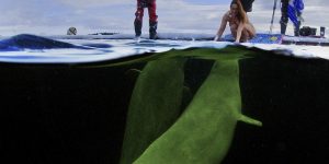 Photo of the Day: White Whale