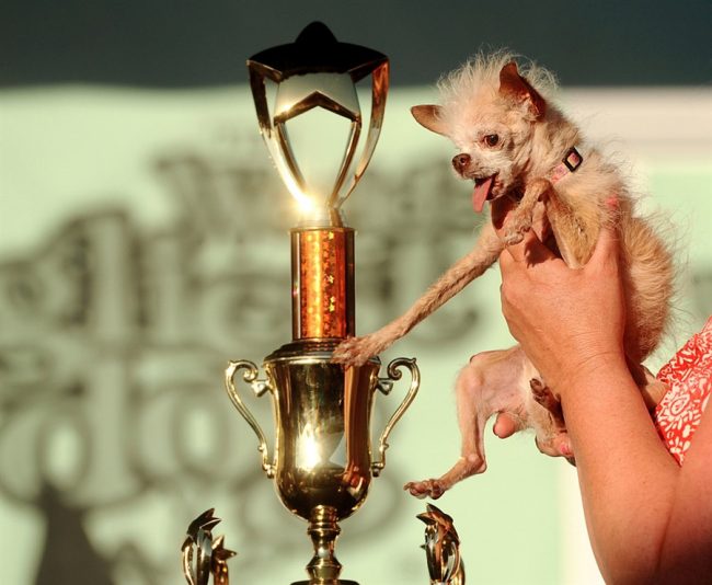 Yoda Wins The 2011 World's Ugliest Dog Contest