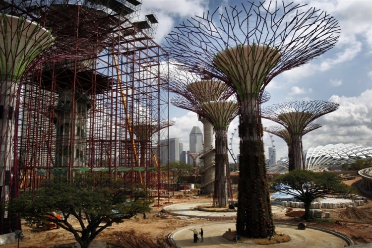 Rise Of The 'supertrees'