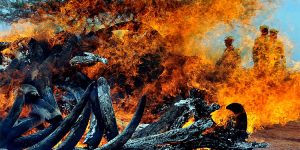 Torching Elephant Tusks in Kenya