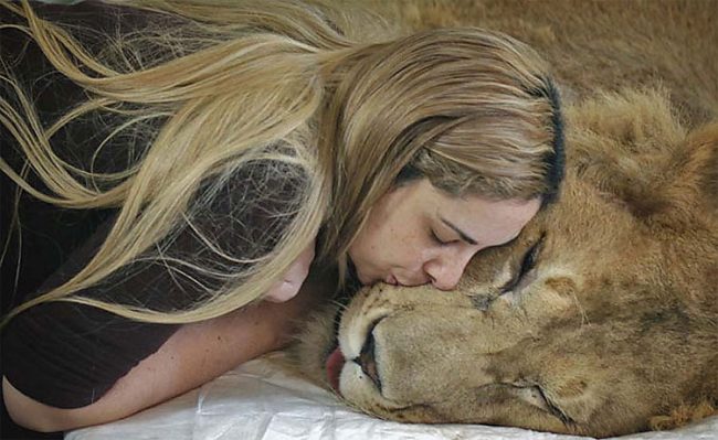 Facebook Campaign To Heal Ariel, The Paralyzed Lion 