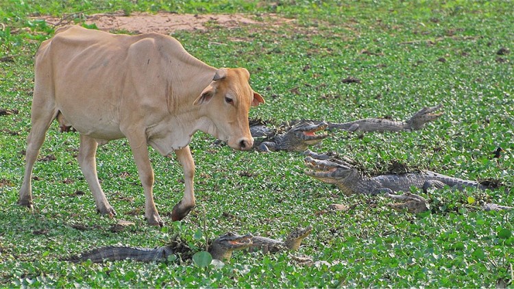 Crazy, Brave Or Oblivious?! Cow Navigates A Field Full Of Crocodiles.