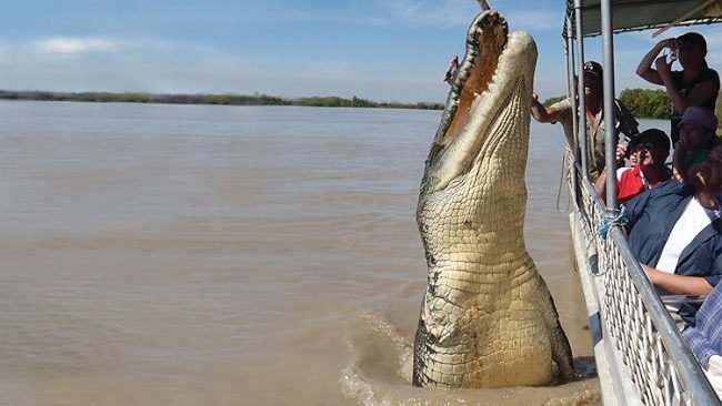 Monster Croc Brutus Thrills Australian Tourists 