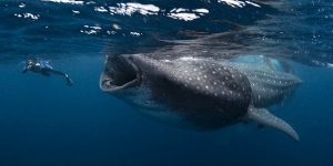 Photo of the Day: Spectacular Photos of World's Largest Fish Whale Sharks Seen Almost Swallowing Dive