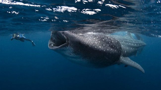 Spectacular Photos Of World's Largest Fish Whale Sharks Seen Almost Swallowing Dive