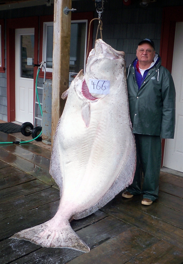 Holy Mackerel! Kansas Man Catches 466 Pound Halibut In Alaska