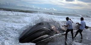 Photo of the Day: Humpback Whale Washes up on Beach