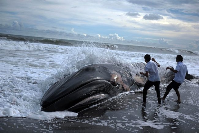 Humpback Whale Washes Up On Beach