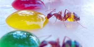 Tasting The Rainbow: The Ants Whose Multi-coloured Abdomens Show Exactly What They've Been Eating