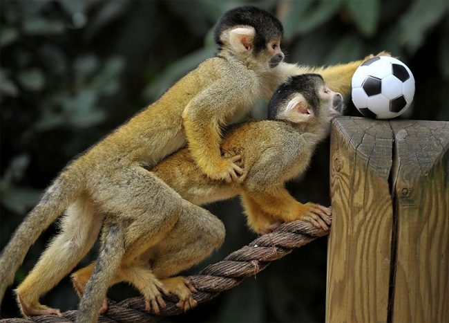 Monkeys Play Soccer At The London Zoo