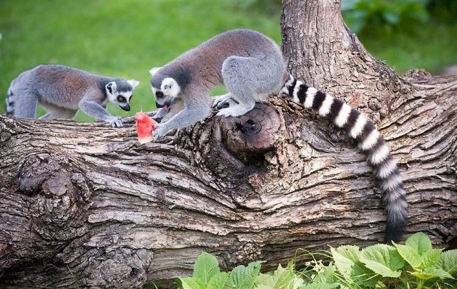Lemurs Beat The Heat With Frozen Fruit