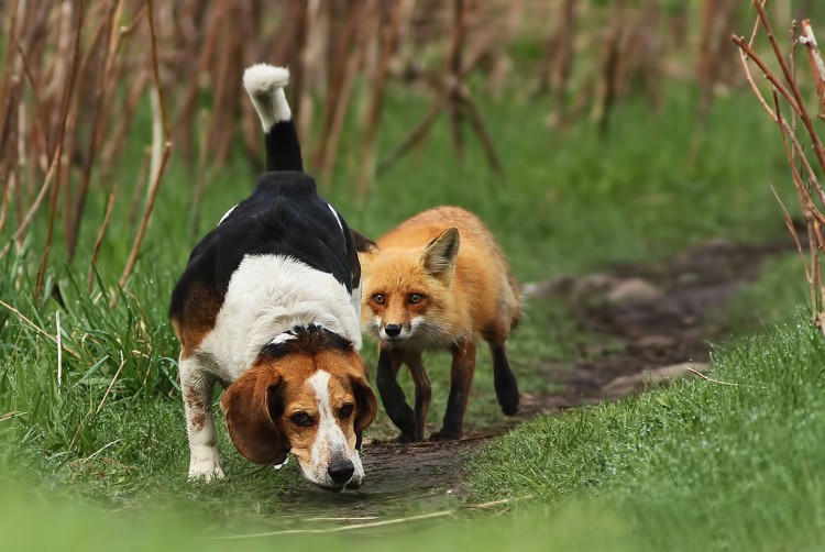 Hunting Dog... No, It's A Hunting Fox!