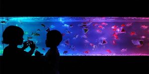Exhibition in Tokyo Turns Aquarium into Works of Art