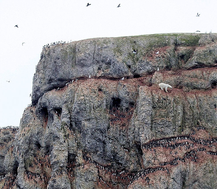 Hungry Polar Bear In Daredevil Climb 