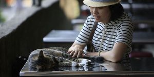 Feline Paradise in Taiwan