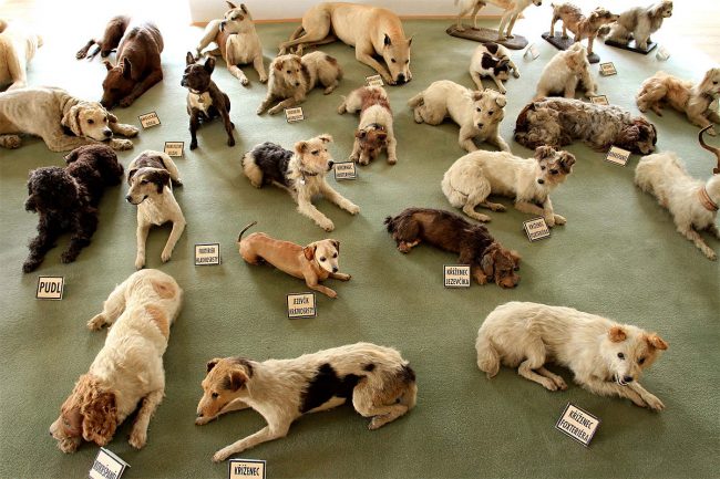 Photo Of The Day: The Largest Collection Of Stuffed Dogs In The World