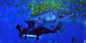 Photo of the Day: Diver Swims with Whale Shark in Yantai, China