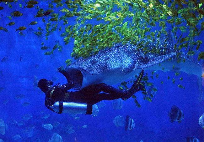 Photo Of The Day: Diver Swims With Whale Shark In Yantai, China