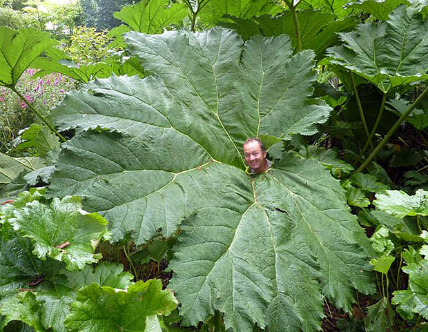 Huge Brazilian Plant Growing In Dorset Has 11ft Wide Leaves