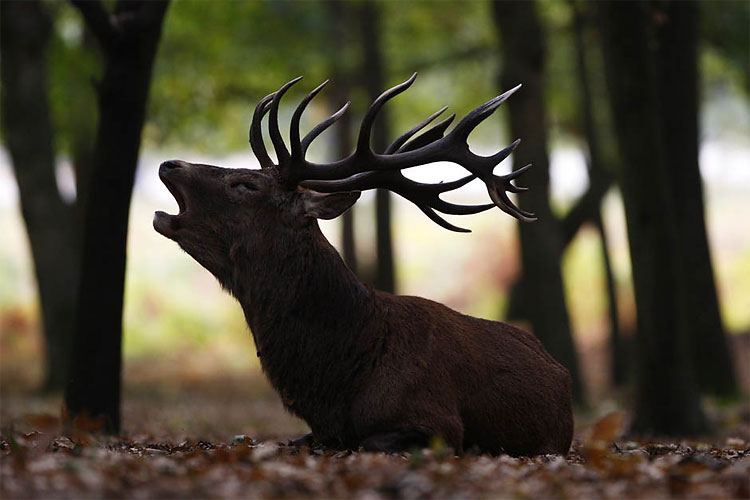 Deers In Richmond Park, London