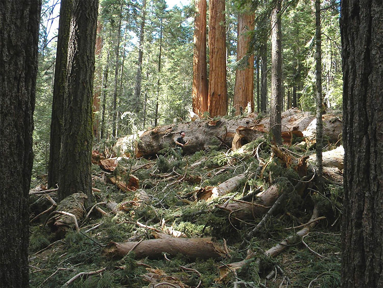 Popular Trail Closed After Two Giant Sequoias Fall