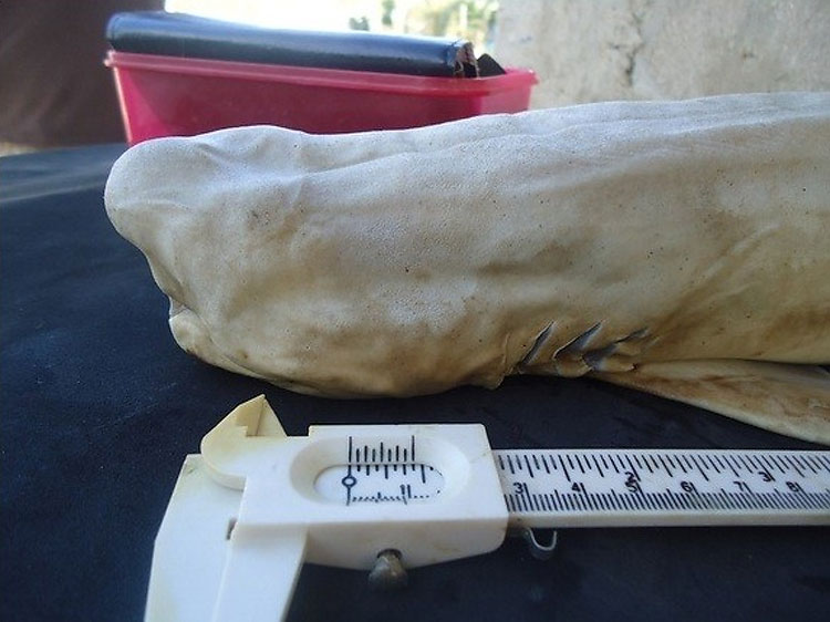Cyclops Shark Discovered: Still Catching People’s Attention On The Web