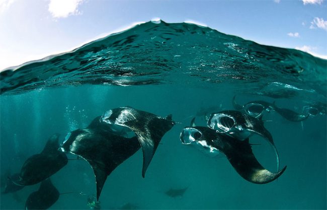 Underwater Giants: The Magnificent Manta Rays Of The Maldives