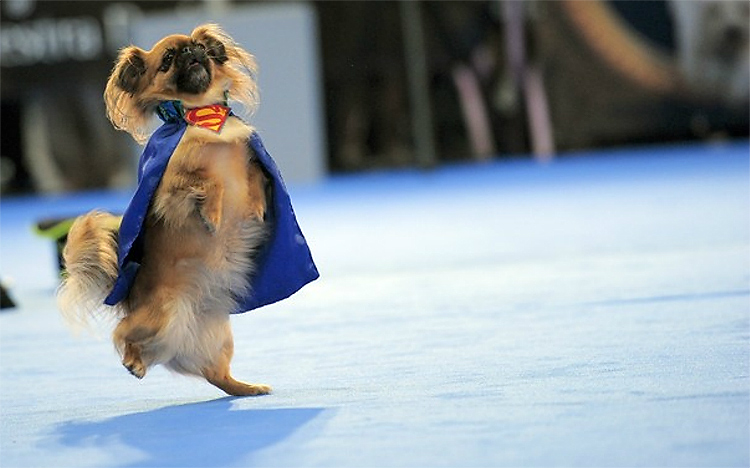 Photo Of The Day: Superman Dog