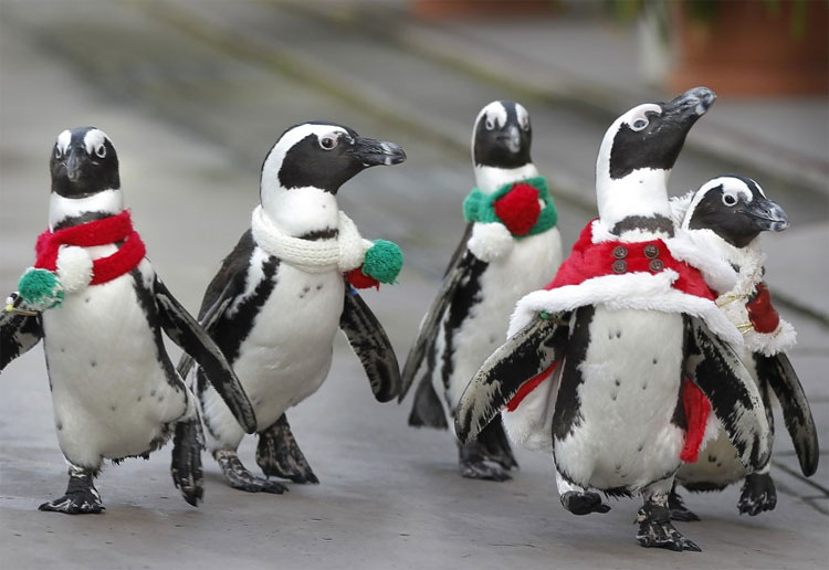 Photo Of The Day: Penguins On The March