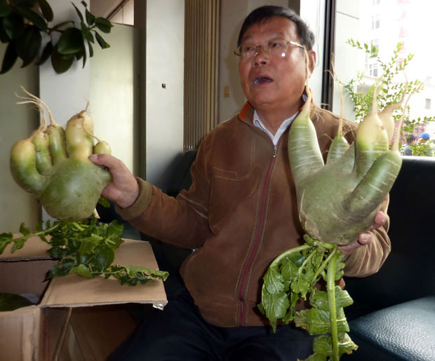 Giant Radishes Rised In China