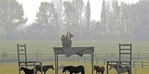Horses, Gigantic Wooden Table and Two Chairs