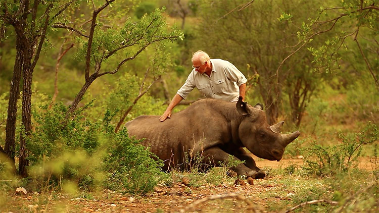 Rhinos Get Upside Down Helicopter Ride To Safety