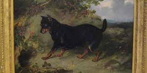 Manchester Terriers Exhibition