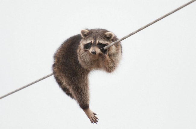 High Wire Raccoon