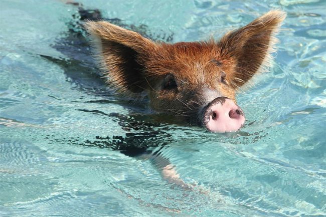 Swimming Pig Off The Island Of Big Major Cay » Design You Trust ...