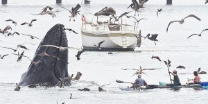 Humpback Whale Close Encounter Off California Coast