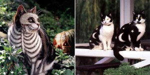 Why Paint Cats: The Ethics Of Feline Aesthetics