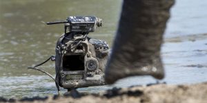 Shooting an Elephant
