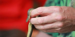 Reptiles at Children’s Party